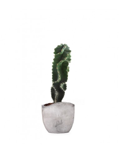 Cereus Forbesii Otto