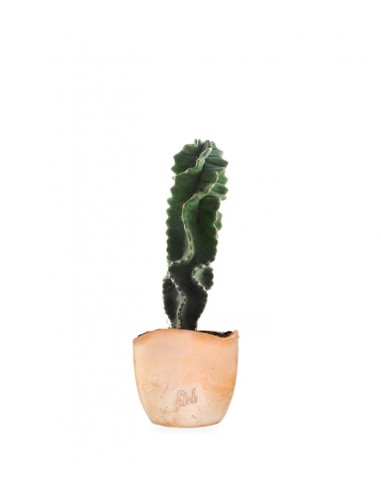 Cereus Forbesii Otto