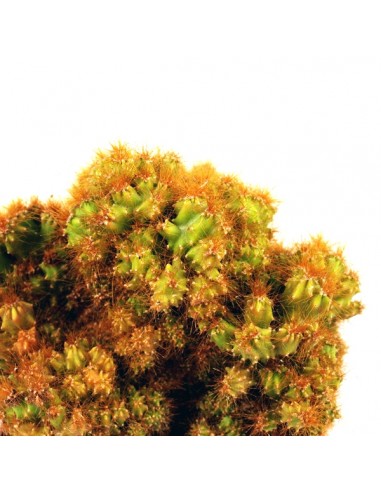 Cereus peruviano monstruoso