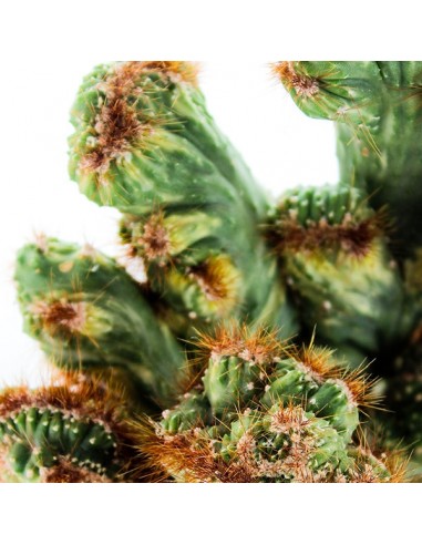 Cereus peruviano monstruoso variegato