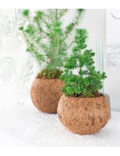 Chamaecyparis in fibra di... 2