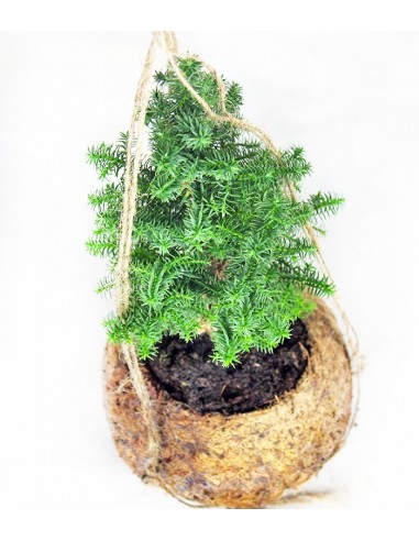 Chamaecyparis in fibra di cocco