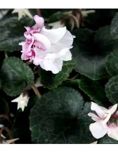 Ciclamino Masako bianco