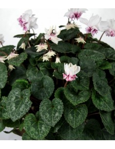Ciclamino Masako bianco 2