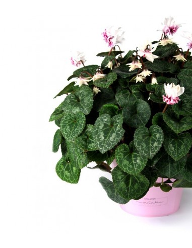 Ciclamino Masako bianco