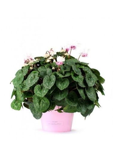 Ciclamino Masako bianco