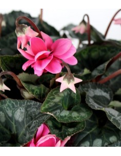 Ciclamino Masako rosa