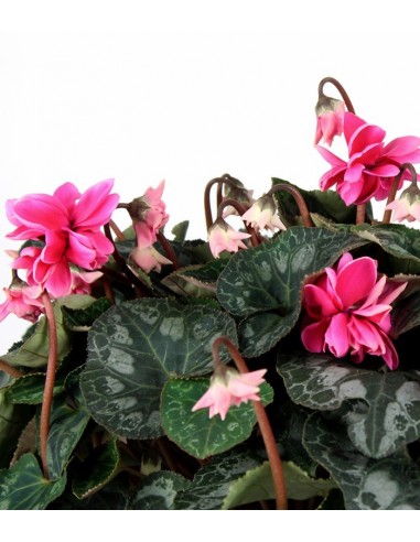 Ciclamino Masako rosa