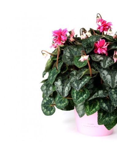 Ciclamino Masako rosa