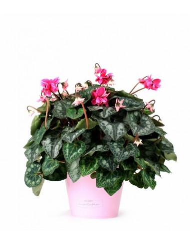 Ciclamino Masako rosa