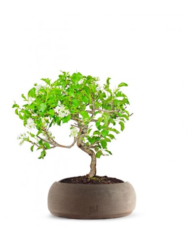 Ciliegio Canino | Prunus Mahaleb... Ciliegio Canino | Prunus Mahaleb...