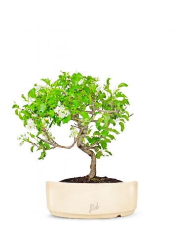 Ciliegio Canino | Prunus Mahaleb... Ciliegio Canino | Prunus Mahaleb...