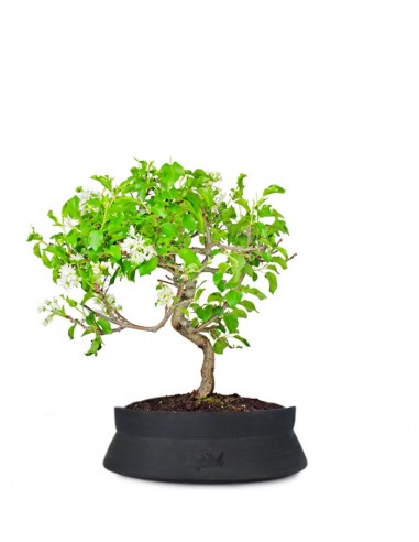 Ciliegio Canino | Prunus Mahaleb... Ciliegio Canino | Prunus Mahaleb...