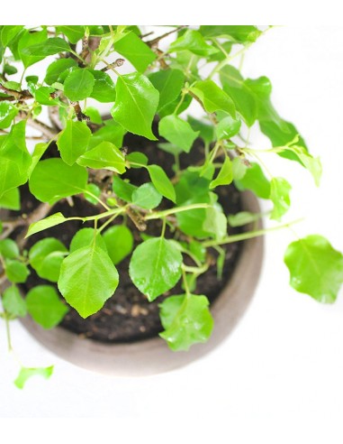 Prunus Mahaleb impalcato