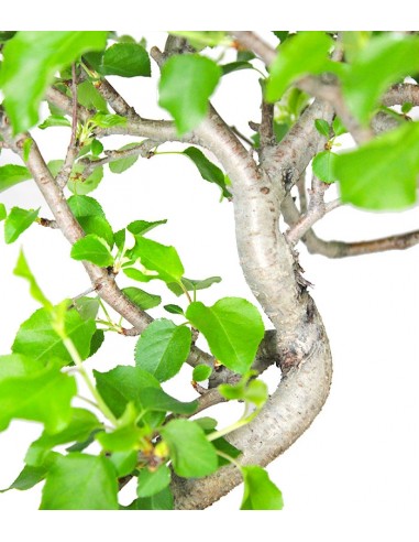 Ciliegio Canino | Prunus Mahaleb... Ciliegio Canino | Prunus Mahaleb...