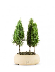 Cipresso Boschetto 2