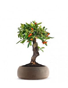 Citrus Kinzu Esemplare 2....