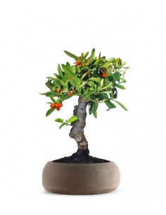 Citrus Kinzu Esemplare 2.... 2