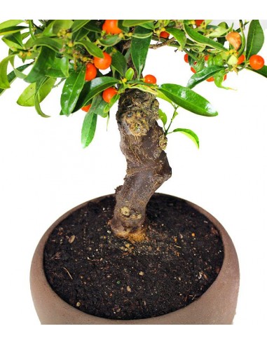 Citrus Kinzu Esemplare 2. 17 anni