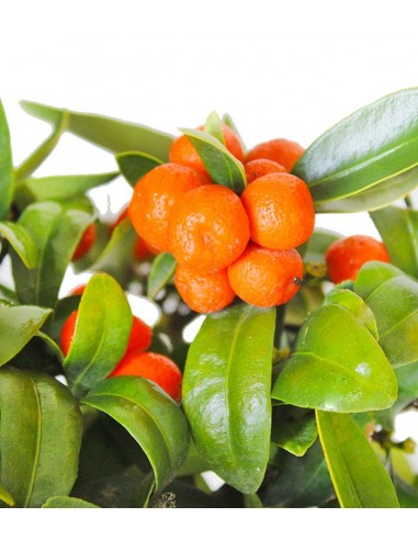 Citrus Kinzu Esemplare 2. 17 anni