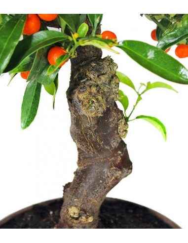 Citrus Kinzu Esemplare 2. 17 anni