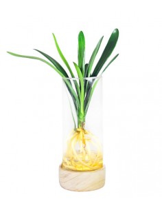 Clivia idroponica con led