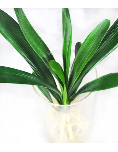 Clivia idroponica con led 2