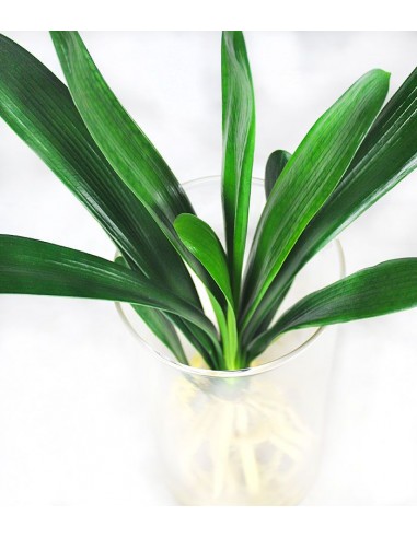 Clivia idroponica con led