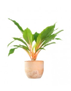 Clorofito amaniense arancione 2