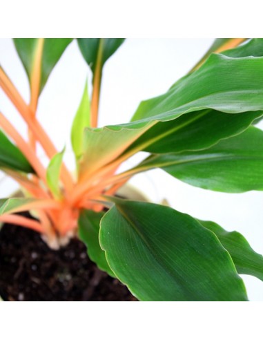 Clorofito amaniense arancione