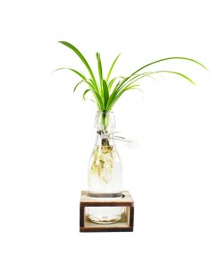 Clorofito idroponica con...