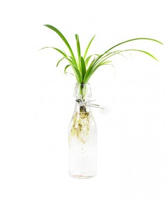 Clorofito idroponica in...