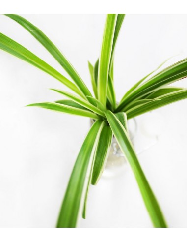 Clorofito idroponica in bottiglia