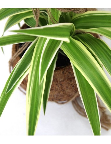 Clorofito in fibra di cocco