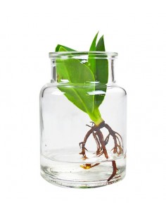 Clusia con vaso in vetro