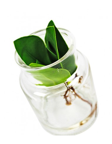 Clusia con vaso in vetro