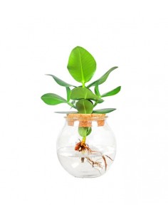 Clusia idroponica in vetro...