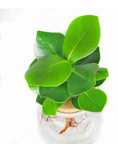 Clusia idroponica in vetro sfera