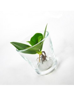 Clusia in bicchiere 2