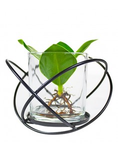 Clusia in Rose |Clusia Idro...