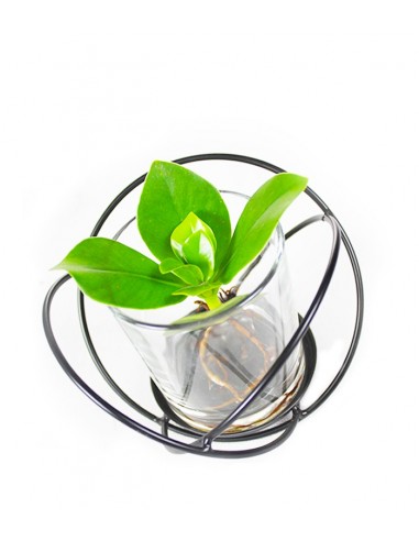 Clusia in Rose |Clusia Idro in vetro...