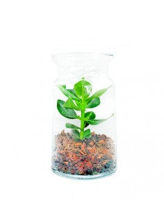 Clusia in terrarium