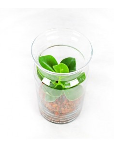Clusia in terrarium 2