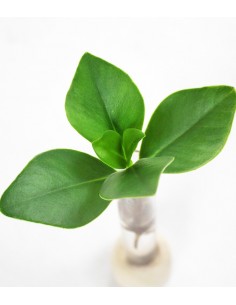 Clusia provetta con... 2