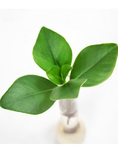 Clusia provetta con supporto in legno