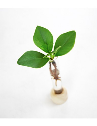 Clusia provetta con supporto in legno