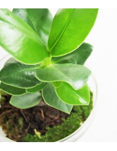 Clusia uovo in vetro 2