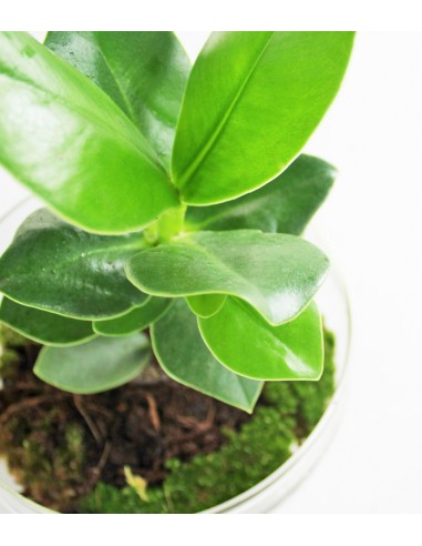 Clusia uovo in vetro