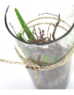 Composizione Aloe Vera in... 2