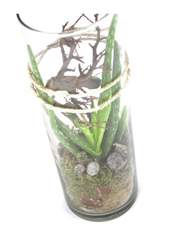 Composizione Aloe Vera in Vetro